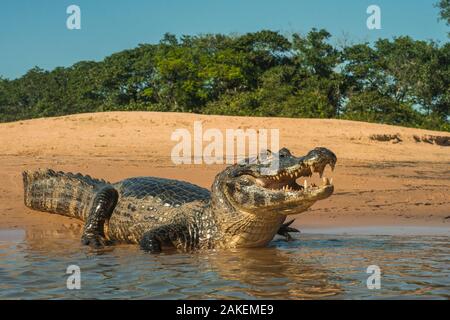 Caimano Yacare (yacare Caimano) sulla riva del fiume, Cuiaba River, Pantanal Matogrossense National Park, Pantanal, Brasile. Foto Stock