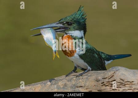 Amazon kingfisher (Chloroceryle amazona) con pesce, Cuiaba, Pantanal Matogrossense National Park, Pantanal, Brasile. Foto Stock