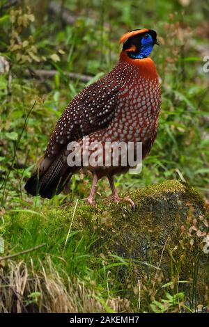 Di Temminck tragopan (Tragopan temminckii) uccello maschio camminare attraverso la foresta di Tangjiahe Riserva Naturale Nazionale, Qingchuan County, nella provincia di Sichuan, in Cina Foto Stock