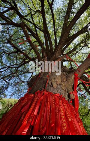 Un gigante di Ginkgo o Maidenhair tree (Ginkgo biloba) con nastri di colore rosso con auguri scritto su di loro, Tangjiahe Riserva Naturale Nazionale, Qingchuan County, nella provincia di Sichuan, in Cina. Questo santo Tao sito e albero è stimata a oltre 2000 anni Foto Stock