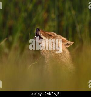 Golden jackal (Canis aureus) ululati nella prateria. Il Delta del Danubio, Romania, Maggio. Foto Stock