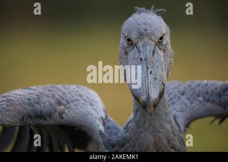 Shoebill (Balaeniceps rex) Bengweulu palude, Zambia Foto Stock