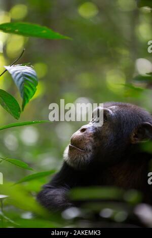 Uno scimpanzé (Pan troglodytes verus) 'Jeje' maschio adulto , Bossou, Repubblica di Guinea Foto Stock