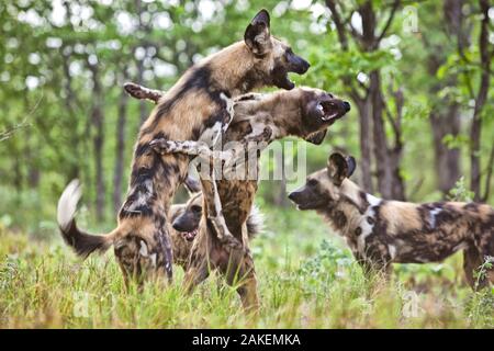 African cani selvatici (Lycaon pictus) del pacco stesso la riproduzione di messaggi di saluto e di ogni altro. Zimbabwe Foto Stock