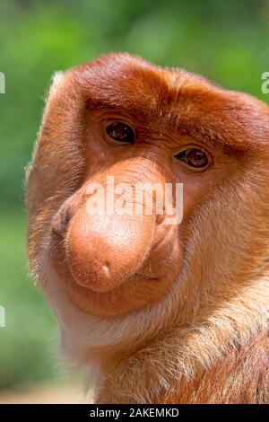 Proboscide di scimmia (Nasalis larvatus) maschio, Sabah Borneo. Foto Stock