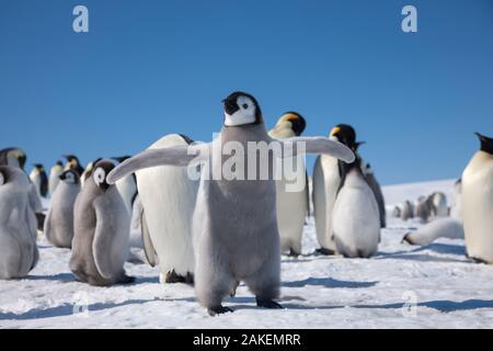 Pinguino imperatore (Aptenodytes forsteri) chick sbattimenti ali, Snow Hill Island rookery, Mare di Weddell, Antartide. Novembre. Foto Stock