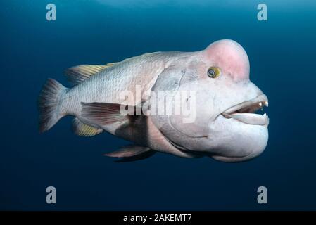 Asian sheepshead wrasse (Semicossyphus reticulatus), maschio in bianco la colorazione di allevamento. Prefettura di Niigata, Honshu, Giappone. Giugno. Foto Stock