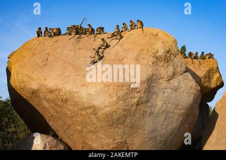 Pianure meridionali langurs grigio (Semnopithecus dussumieri). seduti sui massi di granito . Hampi, Karnataka, India. Foto Stock