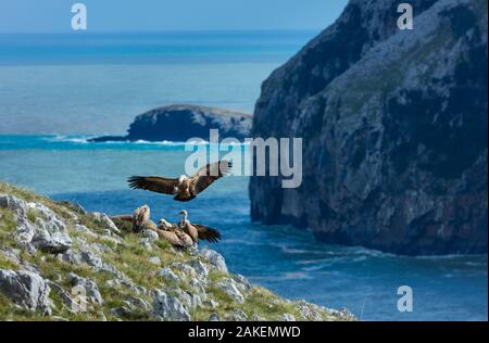 Grifone (Gyps fulvus) in atterraggio tra gli altri gli avvoltoi sulla roccia a picco sul mare, Liendo Valle entro il Montana Oriental Costera, Cantabria, Spagna. Foto Stock