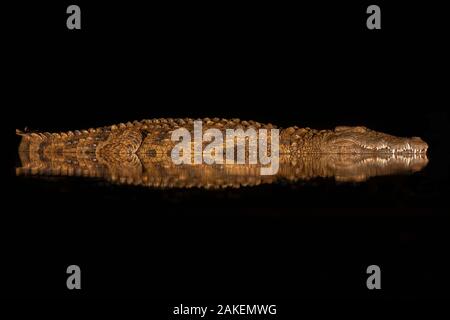 Coccodrillo del Nilo (Crocodylus niloticus) di notte, Zimanga riserva privata, KwaZulu-Natal, in Sudafrica. Foto Stock