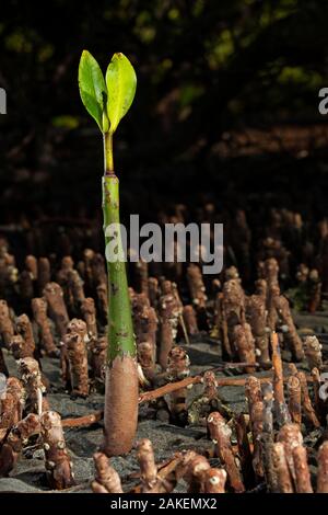 Mangrovia rossa (Rhizophora mangle) piantina, Bahia Magdalena, penisola della Baja California, Messico, Giugno Foto Stock