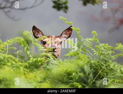 Il cervo (Cervus elaphus) hind in bracken, Glen Etive, Scotland, Regno Unito. Giugno. Foto Stock