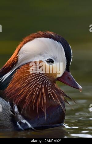 Anatra di mandarino (Aix galericulata) maschio nuotare in acqua nella zona di Pechino, Cina, maggio. Foto Stock