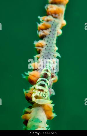 Frustino coral gamberetti (Pontonides uncigar) Bluff isola, a sud di Sai Kung Penisola, Hong Kong, Cina Foto Stock