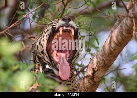 Jaguar (Panthera onca palustris) sbadiglia femmina con la bocca spalancata, indossando Oncafari progetto radio collare. Caimano Lodge, sud del Pantanal, Mato Grosso do Sul, Brasile. Settembre 2017. Foto Stock