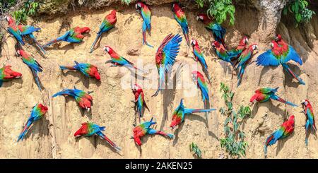 Rosso-verde macaw (Ara chloropterus) gregge alimentazione sulla parete di argilla leccare. La Riserva del Manu, Amazzonia peruviana. Foto Stock