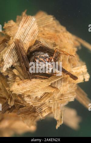 Caso-building caddisfly larva (Limnephilus rhombicus), Europa, giugno, condizioni controllate Foto Stock