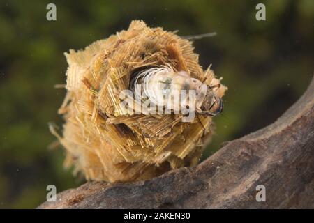 Caso-building caddisfly larva (Limnephilus rhombicus), Europa, giugno, condizioni controllate Foto Stock
