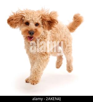 Cavapoo cane, Monty, dieci mesi, in esecuzione. Foto Stock