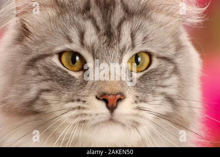 Silver tabby cat, Blaze, età di dieci mesi, ritratto. Foto Stock