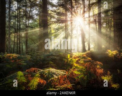 Sole che splende attraverso gli alberi in Bolderwood, New Forest National Park, Hampshire, Inghilterra, Regno Unito. Ottobre 2018 Foto Stock