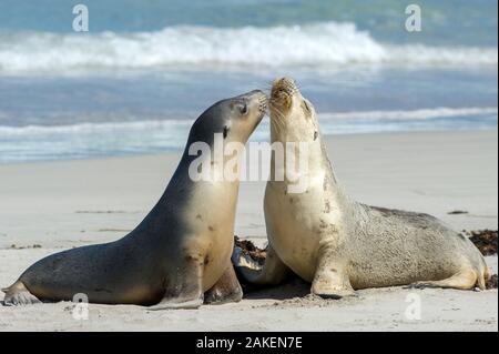 Australian Sea Lion (Neophoca cinerea), due femmine saluto ogni altro sulla spiaggia. Seal Bay Conservation Park, Kangaroo Island, Australia del Sud. Foto Stock