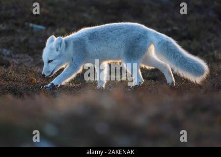 Arctic fox (Vulpes lagopus) juvenile sniffing ground, winter pelage. Dovrefjell National Park, Norway. September. Foto Stock