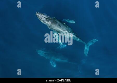 Le balene con la gobba (Megaptera novaeangliae) antenna. Baja California, Messico Foto Stock