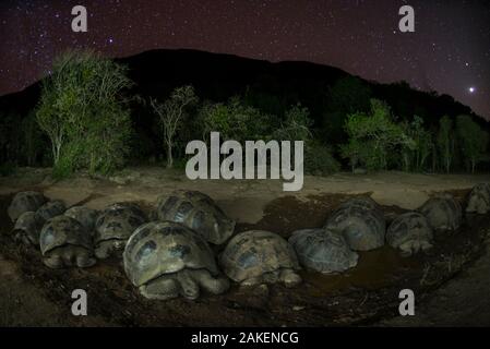 Alcedo la tartaruga gigante (Chelonoidis vandenburghi) gruppo di riposo in acqua a notte, Vulcano Alcedo, Isabela Island, Galapagos Foto Stock