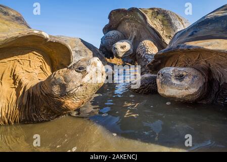 Alcedo la tartaruga gigante (Chelonoidis vandenburghi) gruppo di riposo in piscina, Vulcano Alcedo, Isabela Island, Galapagos Foto Stock