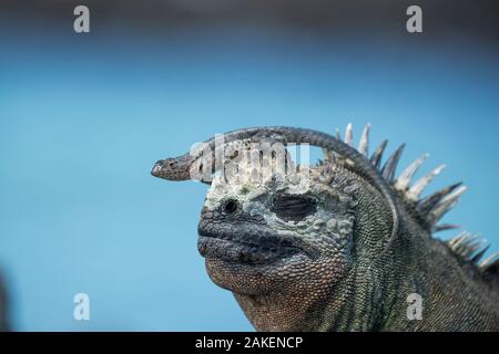 Galapagos lucertola di lava (Microlophus albemarlensis) seduto sul Marine iguana (Amblyrhynchus cristatus) Punta Espinosa, Fernandina Island, Galapgos. Foto Stock