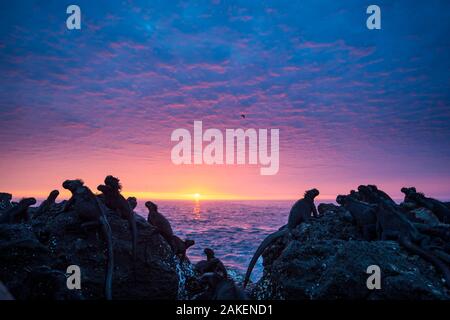 Iguane Marine (Amblyrhynchus cristatus) sagome al tramonto, Punta Vicente Roca, Isabela Island, Galapagos Foto Stock