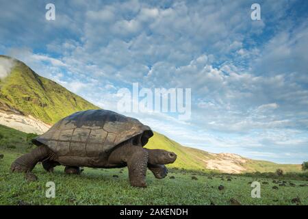 Alcedo la tartaruga gigante (Chelonoidis vandenburghi) passeggiate, Vulcano Alcedo, Isabela Island, Galapagos Foto Stock