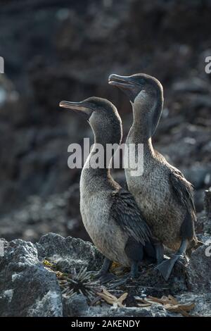 Flightless cormorano (Phalacrocorax harrisi) coppia con Stella Marina (Asteroidea) e matite di ardesia urchin Eucidaris (sp) sparsi in piedi. Punta Albemarle, Isabela Island, Galapagos. Foto Stock