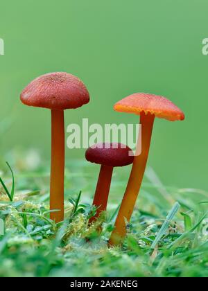 Vermiglio Waxcap (Hygrocybe miniata) Gruppo di tre toadstools, Buckinghamshire, Inghilterra, Regno Unito, ottobre - Focus impilati Foto Stock