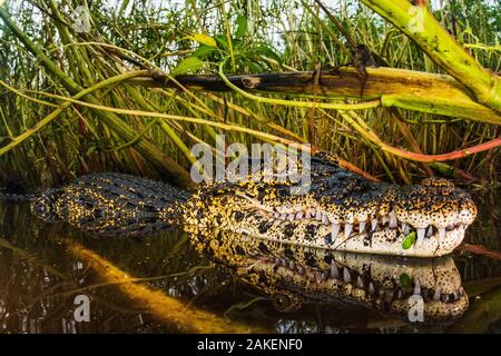 Coccodrillo cubano (Crocodylus rhombifer) in un cenote in Cienaga de Zapata Parco Nazionale. Cuba. In modo critico le specie in via di estinzione. Foto Stock