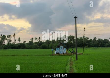 Pompa acqua di casa in risaia campo su nuvoloso giorno in India del Sud Foto Stock