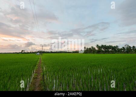 Alba sul riso paddy sul giorno nuvoloso in India del Sud Foto Stock