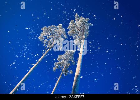 Tre congelati alti alberi di pino nella neve sul blu cielo chiaro come sfondo nella gelida giornata di sole. Colore dell'anno. Foto Stock