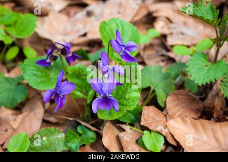 Viola odorata cresce in primavera foresta. È comunemente noto come il legno viola, viola mammola, inglese viola, viola comune, fioraio, viola o violetto giardino Foto Stock