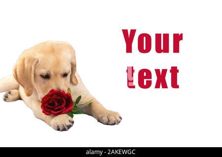 Seduta simpatico Labrador cucciolo di cane di fronte alla macchina fotografica con red rose isolato su uno sfondo bianco Foto Stock