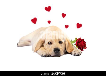 Simpatico labrador cane con red rose isolati su sfondo bianco. puppy in amore Foto Stock