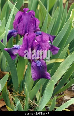 Dwarf Barbuto (Iris Iris pumila). Chiamato pigmeo anche iris. Foto Stock