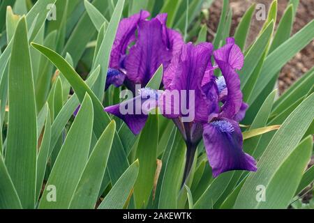 Dwarf Barbuto (Iris Iris pumila). Chiamato pigmeo anche iris. Foto Stock