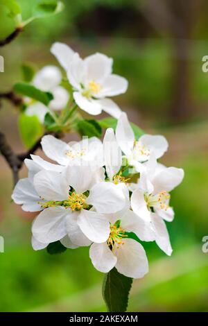 Ramo di fioritura del melo in una molla sul verde sfocata sullo sfondo del giardino Foto Stock
