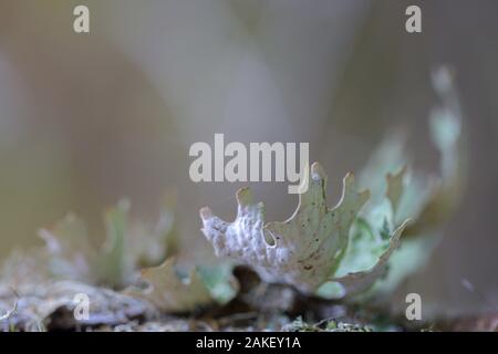 Lobaria pulmonaria, o di rovere lungwort rari licheni nel primario del bosco di faggio che cresce sulla corteccia di alberi vecchi Foto Stock