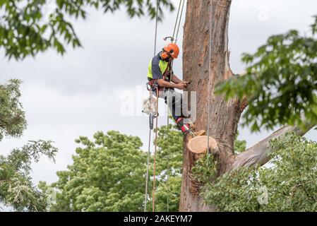 Sydney Aust Nov 26 2019: una improvvisa tempesta strappato attraverso la periferia a nord di Sydney scatto enormi alberi in corrispondenza della loro base. Questa è la pulizia di uno solo Foto Stock