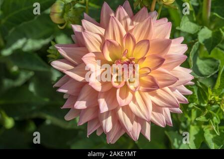 Close up di 'Melody Dora' arancione rosa decorativi blossomig Dahlia Fiore, girato in luce estiva al parco urbano a Stoccarda, Germania Foto Stock