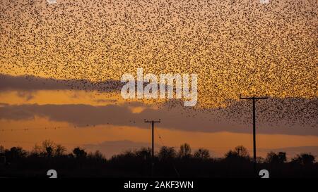 Starling murmuration al tramonto a Whixall in Nord Shropshire Foto Stock