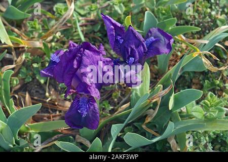 Dwarf Barbuto (Iris Iris pumila). Chiamato pigmeo anche iris. Foto Stock